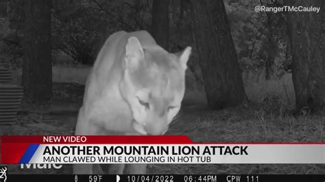 Mountain lion attacks man in Colorado hot tub